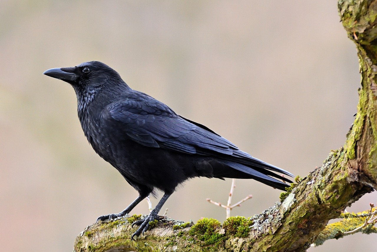 Gralha-preta cartadecacador.pt